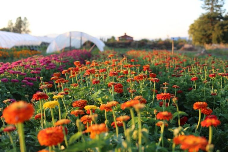 If You Want A Cutting Garden That Refills Itself, Here Are 15 Perennials You Snip All Summer And They Just Keep Coming