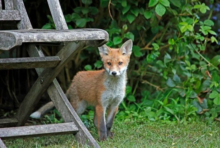 What It Really Means When A Fox Keeps Returning To Your North Carolina Yard After Dark