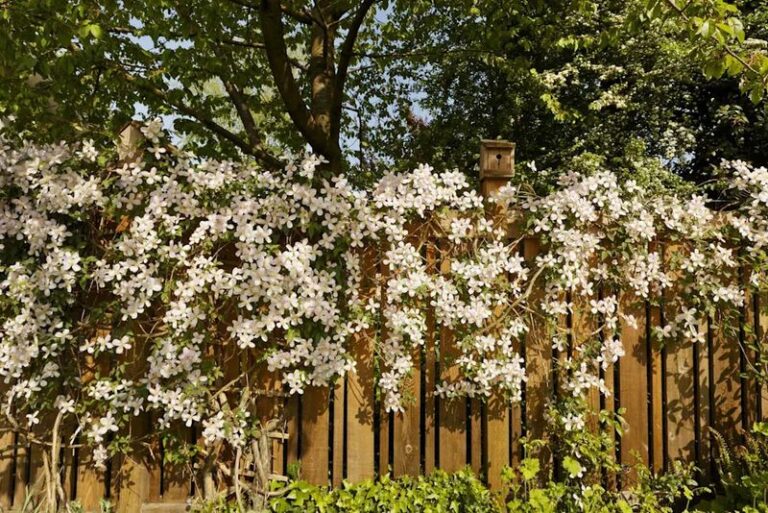26 Clematis Varieties You’ll Regret Planting (And How To Keep The Aggressive Ones In Check)