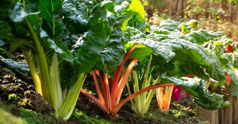 If Your Fall Swiss Chard Grows Broad Colorful Leaves But Turns Tough And Bitter, You’re Cutting The Wrong Way