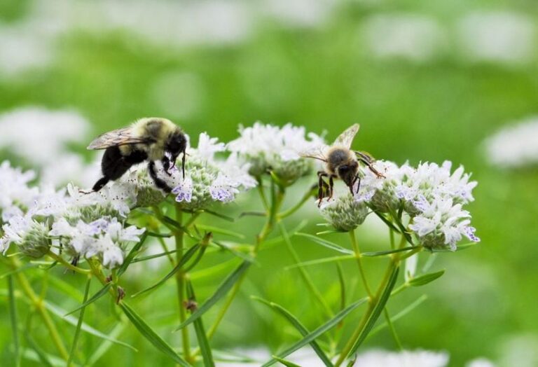A Strong Late-Summer Herb for North Carolina Yards: Meet Mountain Mint