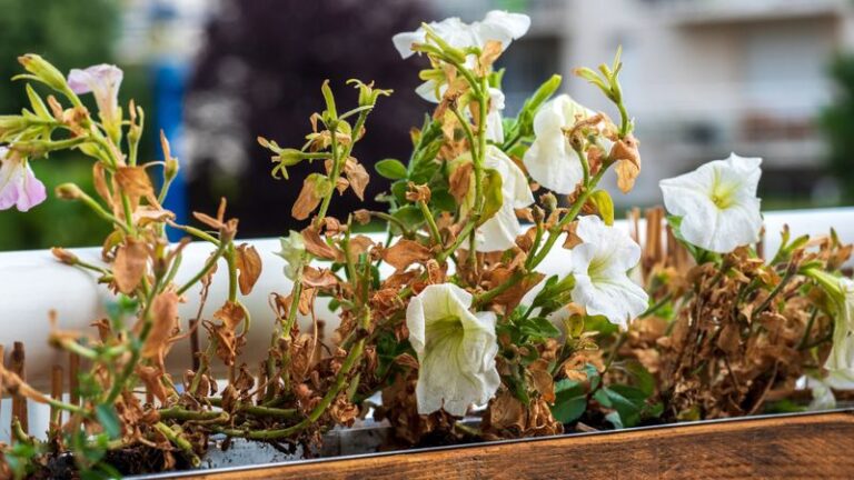 Why Your Petunias Quit Blooming Right When Summer Peaks (And The Reset That Brings Them Back)