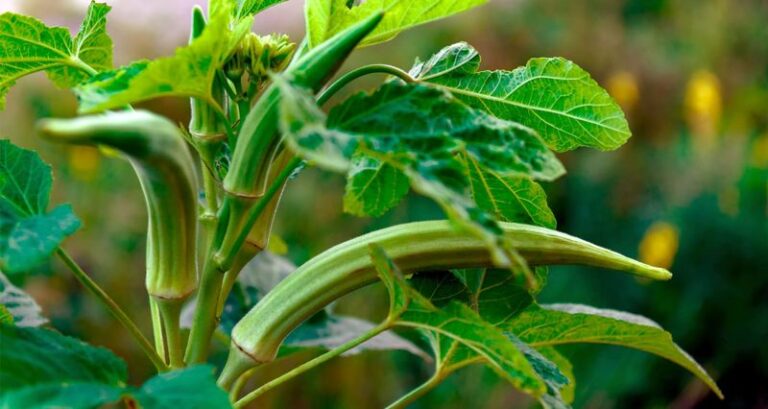 9 Reasons North Carolina Gardeners Should Grow Okra In Every Backyard Every Summer