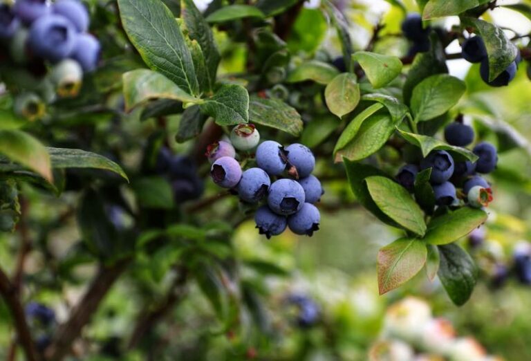 The One Thing North Carolina Blueberry Bushes Need Right After The Last Harvest Or Next Summer’s Crop Thins Out