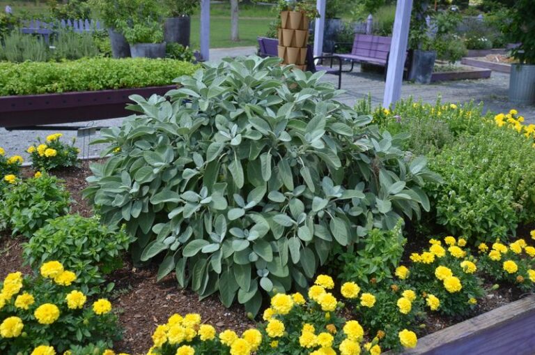 The One Herb North Carolina Gardeners Plant That Quietly Feeds Pollinators And Cuts Pest Pressure In Every Bed Around It