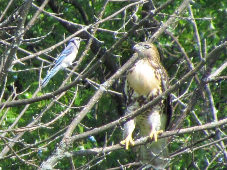 What It Really Means When Blue Jays Keep Screaming And Mobbing One Tree In Your North Carolina Yard
