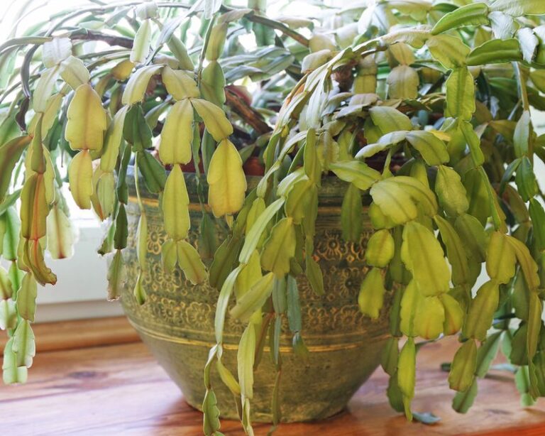 If Your Christmas Cactus Looks Limp And Faded In Late Summer, Here’s The Seasonal Care Mistake Quietly Wearing It Down