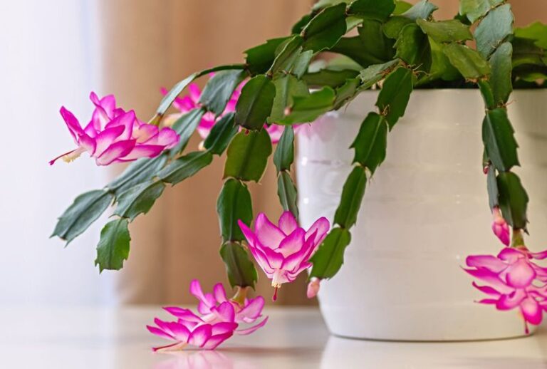 Your Christmas Cactus Looks Pale And Limp – Here’s The Summer Reset It Needs Before Fall