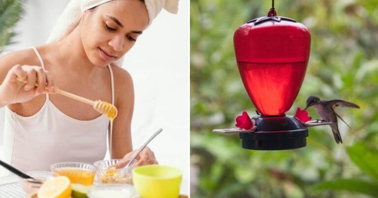 If Your Hummingbird Feeder Uses Honey, Here Are 4 Hidden Dangers Quietly Putting The Birds At Risk