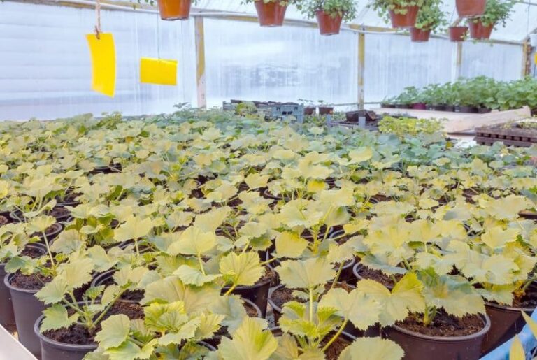 If Your Geranium Leaves Are Turning Yellow, Here Are 13 Reasons And The Simple Fix For Each