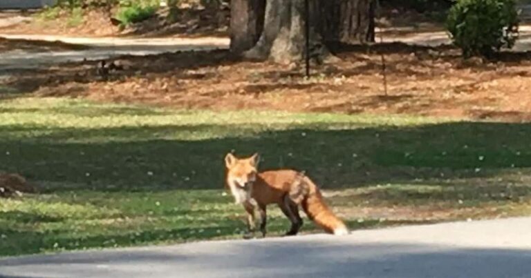 What It Really Means When You Spot A Fox Trotting Through Your North Carolina Yard