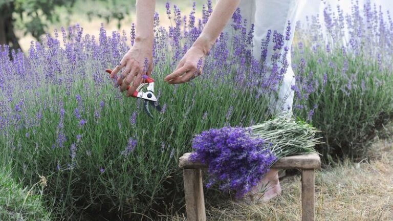 If Your Lavender Turns Woody And Sparse, Here Are 15 Summer Tasks That Bring It Back Bushy