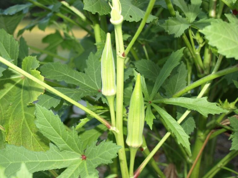 Why Okra Keeps Cranking Out Pods In North Carolina Heat That Wilts Everything Else