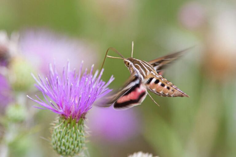 What Sphinx Moths Are Really Finding When They Turn Up In Your North Carolina Garden At Sunset