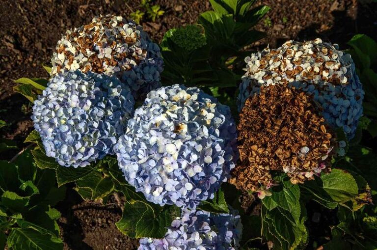 If Your Hydrangea Flowers Are Browning Before Their Time, Here Are 8 Reasons They’re Fading (And The Fix For Each)