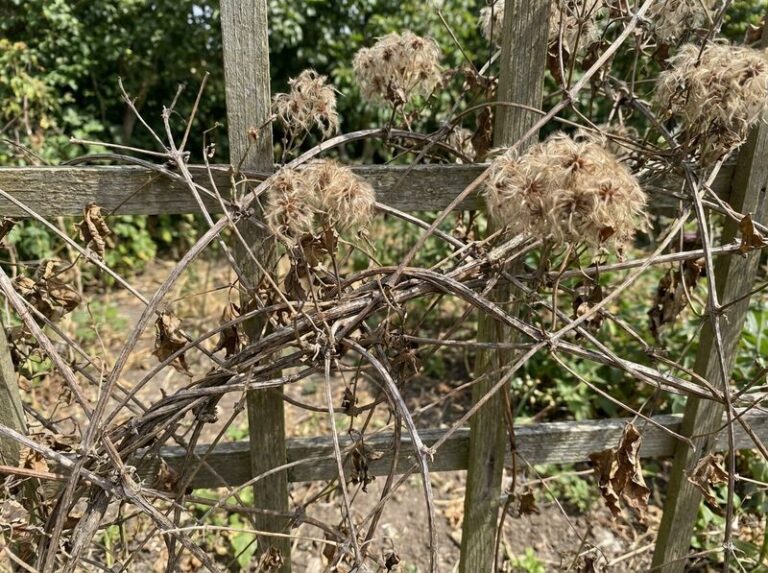 If Your Clematis Pours Out Vines But Skips The Flowers, Here Are 12 Hidden Reasons To Check
