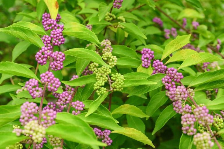 The Most Underrated North Carolina Native Shrub That Feeds Songbirds Right Through The First Frost