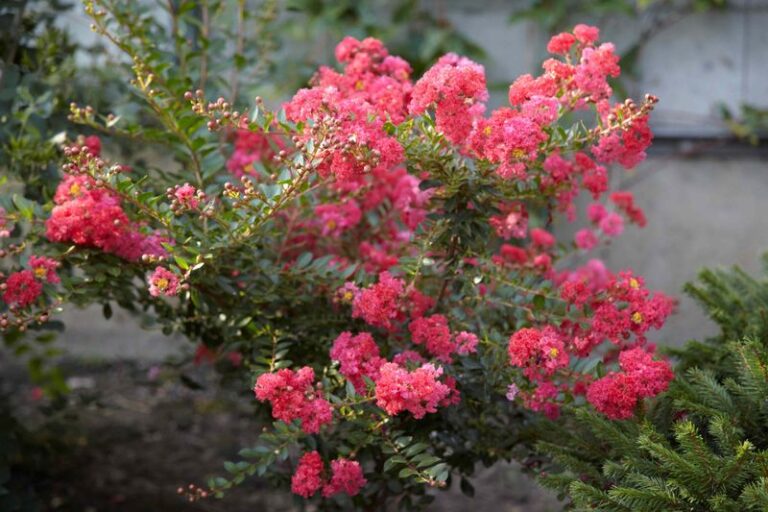The One Thing North Carolina Crape Myrtles Need Right After Their First Bloom Flush Or The Second Show Never Comes