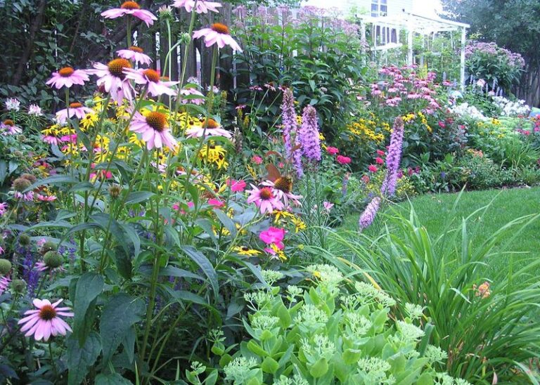 15 Places You Should Never Plant Coneflowers (And 5 Spots Where They Actually Thrive)