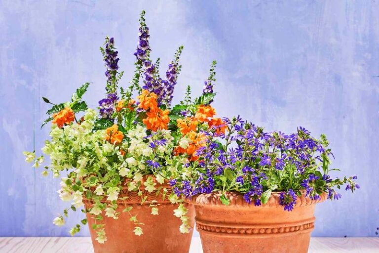 If Your Pots Fry By August Afternoon, Here Are 15 Heat-Proof Container Plants That Keep Blooming