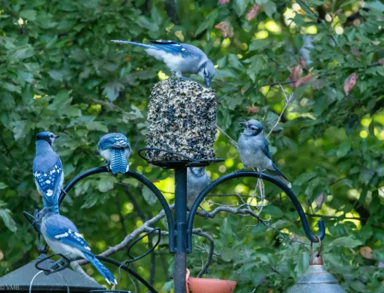 If You Want Blue Jays Visiting Your Yard All Year, Here Are 7 Simple Things That Bring Them In