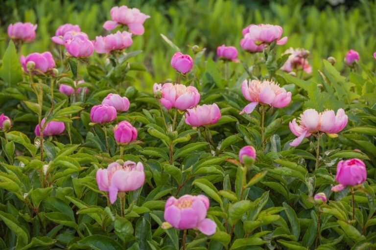 The One Thing North Carolina Peonies Need Right After Blooming Or They Skip The Whole Next Spring