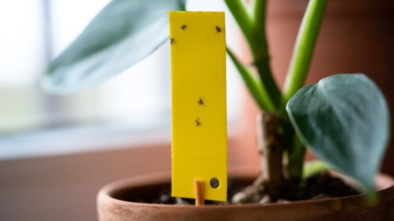 If Your Houseplants Suddenly Have Fungus Gnats, These Common Watering Habits Are Feeding Them