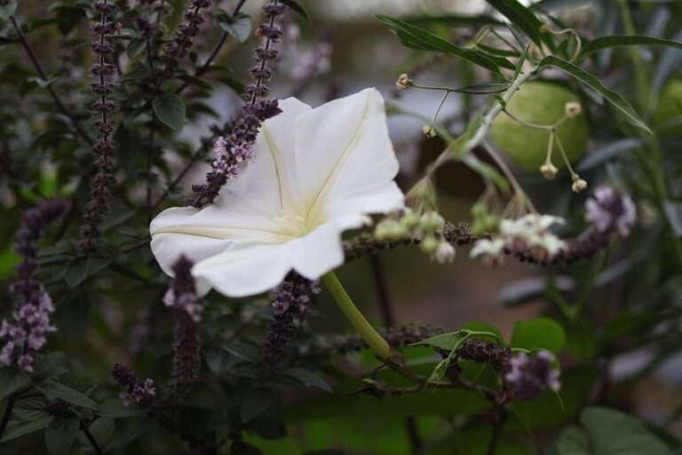 Most Flowers Chase The Sun But North Carolina Moonflowers Actually Open After Dark