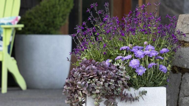 9 Petunia Alternatives That Actually Thrive In The Hot Spots Where Petunias Fry