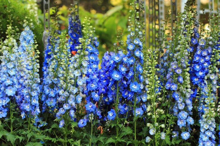 If Your Delphiniums Just Finished Their First Show, Here Are 8 After-Bloom Moves That Bring A Second Wave