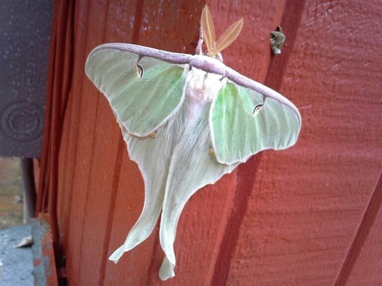 What It Really Means When A Luna Moth Lands On Your North Carolina Porch At Night