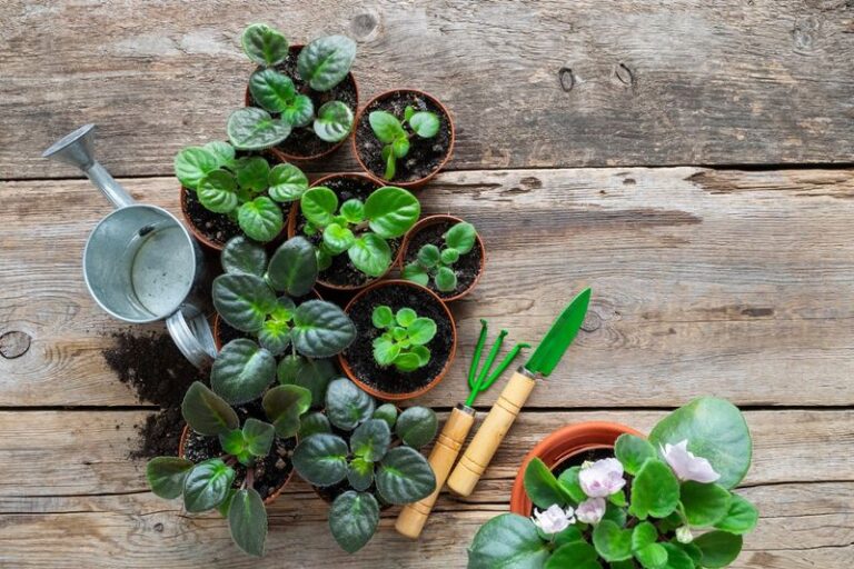 If Your African Violets Bloom Sparse And Sulk In Their Pot, Here Are 11 Repotting Steps That Bring The Blossoms Back