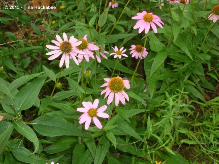 What North Carolina Coneflowers Actually Need After Blooming – And What Really Causes Weak Plants