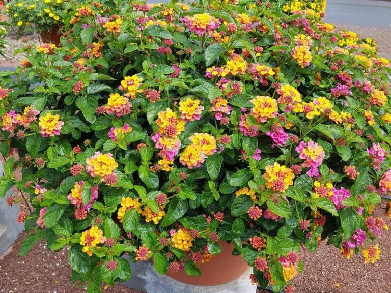 If Your Petunias Fade And Straggle By Late Summer, Swap Them For These 12 Heat-Loving Bloomers