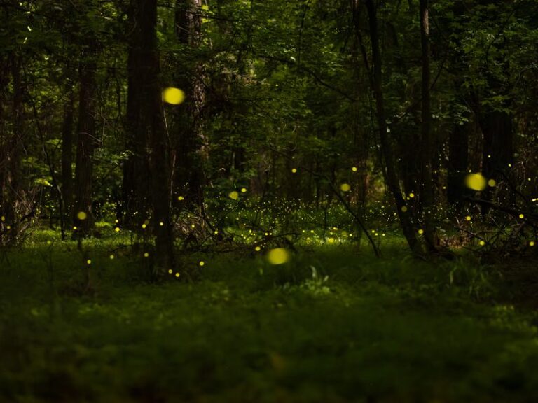 What It Really Means When Fireflies Fill Your North Carolina Yard On Summer Nights