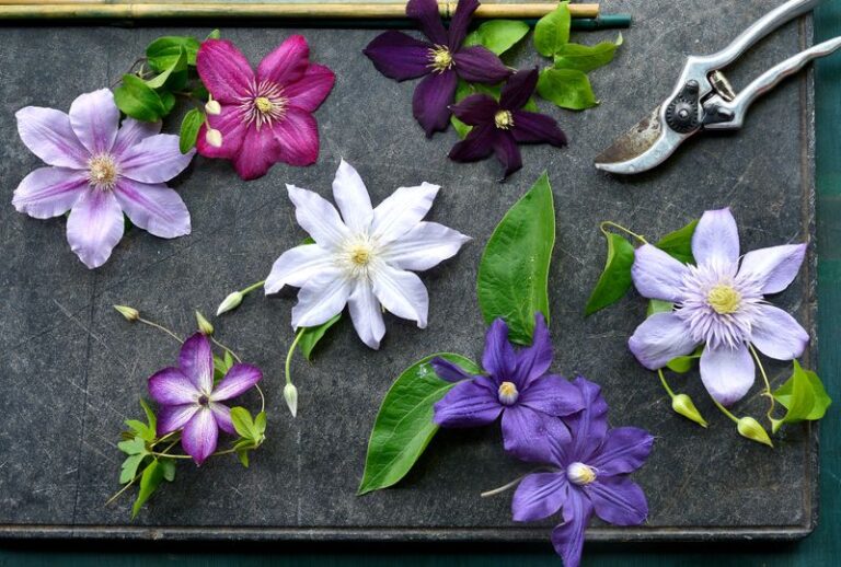 Here’s How and When to Prune Clematis So It Rewards You With More Flowers