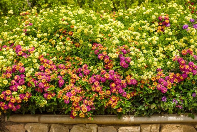 Do These 8 Things To North Carolina Lantana In September For Blooms Right Up To Frost