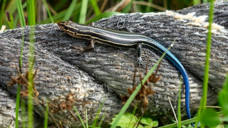 What It Really Means When Skinks Suddenly Outnumber The Anoles In Your North Carolina Yard