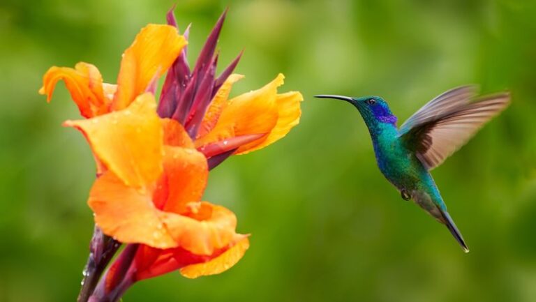 10 Stunning Orange Flowers Hummingbirds Simply Can’t Fly Past In Your Yard