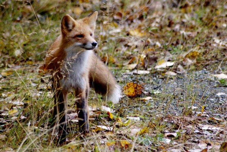 What It Really Means When A Fox Starts Crossing Your North Carolina Yard At Dusk