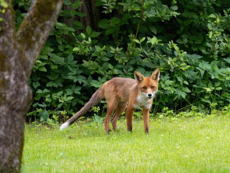 What It Really Means When A Fox Starts Crossing Your North Carolina Yard At Dusk