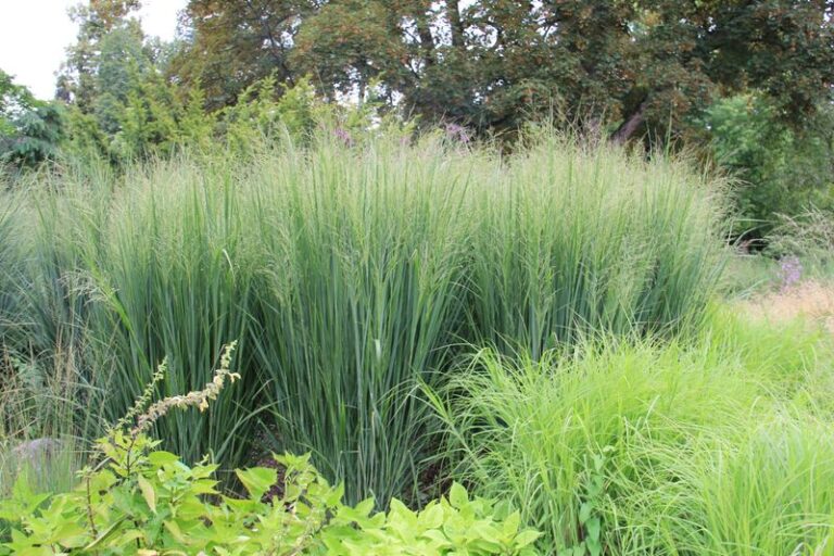The North Carolina Native Grass You Plant Once That Smothers Weeds And Feeds Sparrows For Years