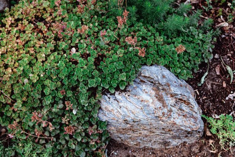 The North Carolina Native Ground Covers That Fill A Hot, Bare Strip Along The Driveway Where Grass Gives Up