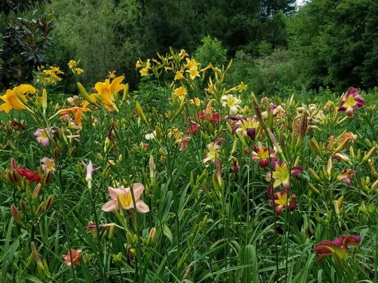 The One Thing North Carolina Daylilies Need Right After They Bloom Or They Fade A Little More Every Year