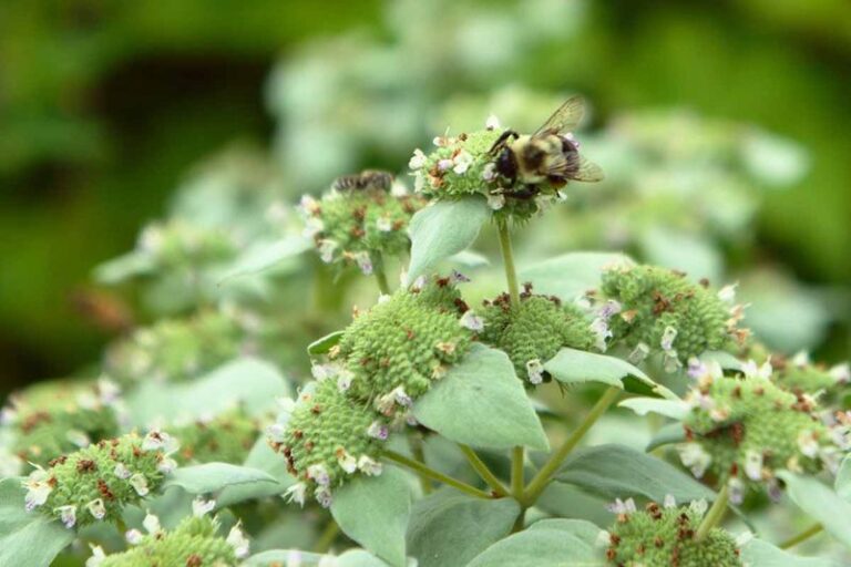 The North Carolina Native That Turns The Empty Corner By Your Gate Into A Buzzing Pollinator Patch