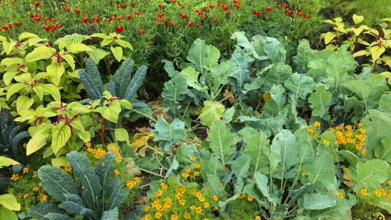 If You Grow Cucumbers, Here Are 9 Plants You Should Never Set Too Close To Them