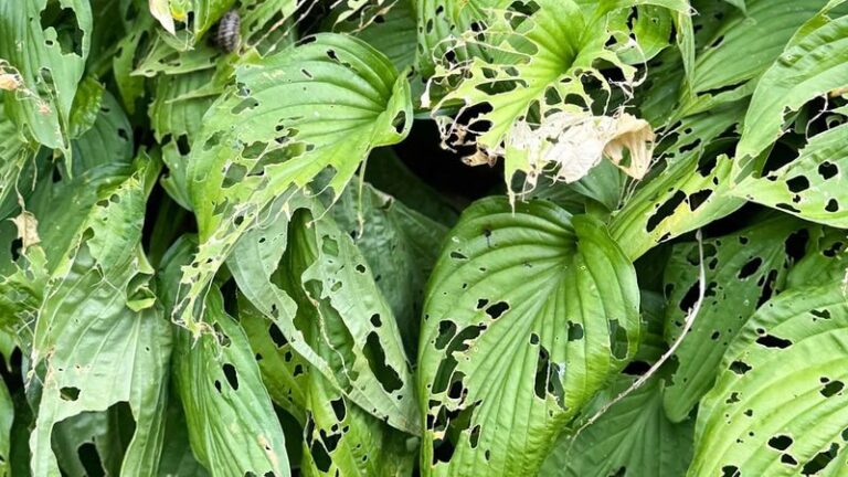 If Your Hostas Get Chewed To Lace By Late Summer, Here Are 13 Fixes That Bring Back Whole Leaves