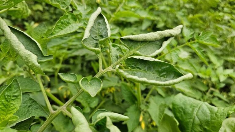 What’s Really Making Your Tomato Leaves Curl In Summer Heat – And How The Plant Is Protecting Itself