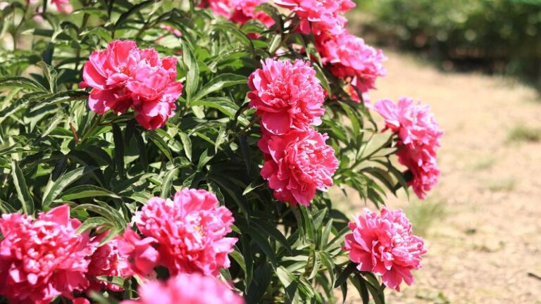 7 Things To Do With Peonies After They Bloom (Most Gardeners Skip The One That Matters)