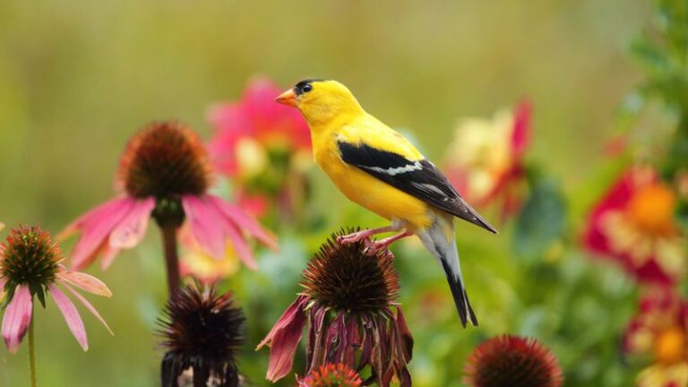 This Native North Carolina Plant Keeps Goldfinches Feeding In Your Yard Into Fall
